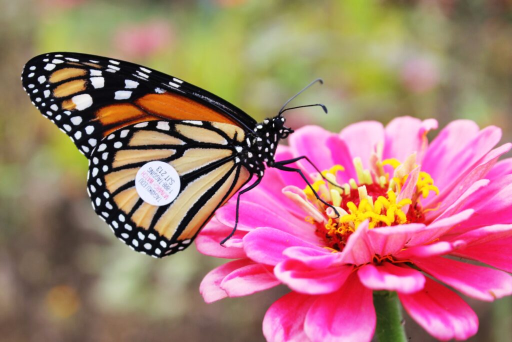 buttterfly eating flower